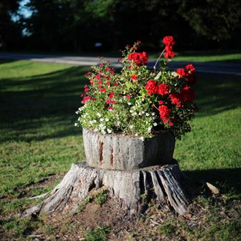 bucket of red flowers on tree stump